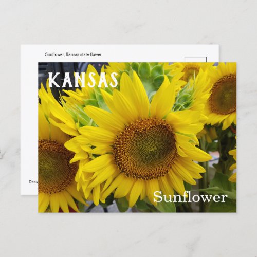 Kansas State Flower Sunflower Postcard