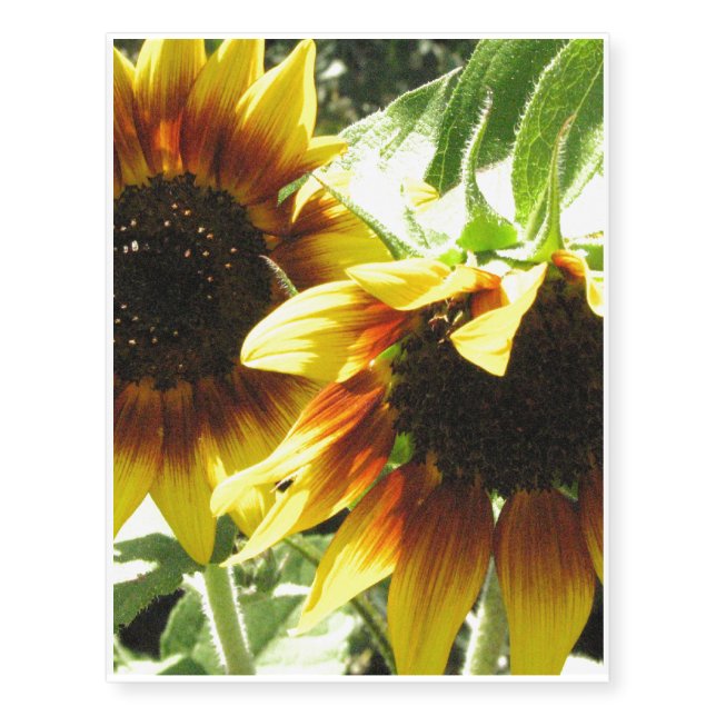 Kansas State Flower Temporary Tattoos (Front)