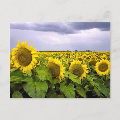Kansas State Flower _ The Sunflower Postcard