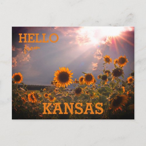 Kansas Sunflower Greetings Postcard
