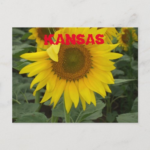 Kansas Sunflower in a Field Post Card