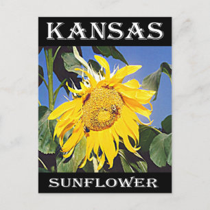 Kansas Sunflower Postcard