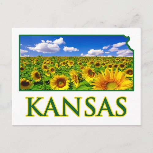 Kansas Sunflower Sky Postcard