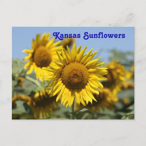 Kansas Sunflowers POST CARD