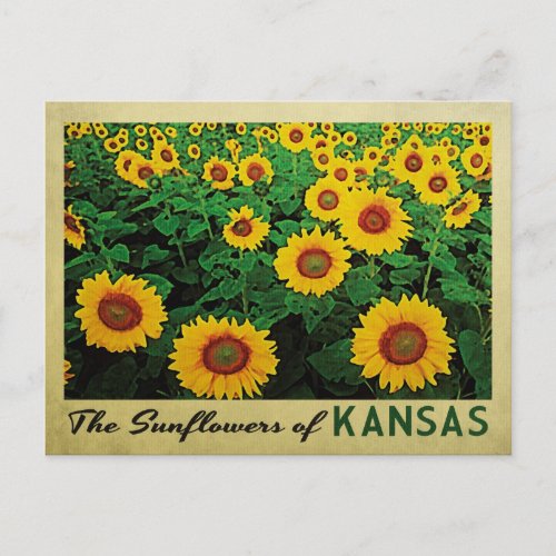 Kansas Sunflowers Postcard