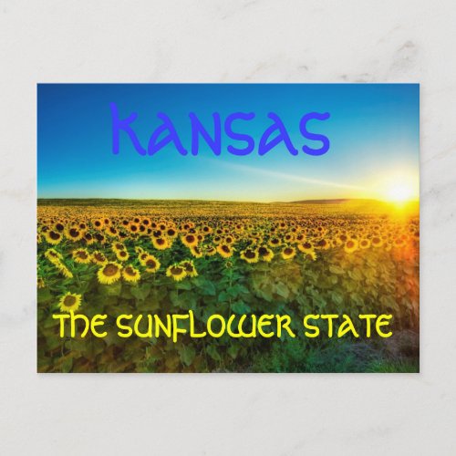 Kansas The Sunflower State Postcard
