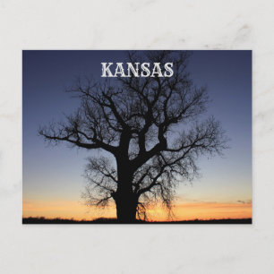 Kansas Tree Silhouette Postcard