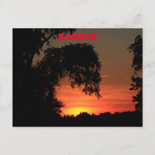 Kansas Tree Silhouette Sunset Postcard