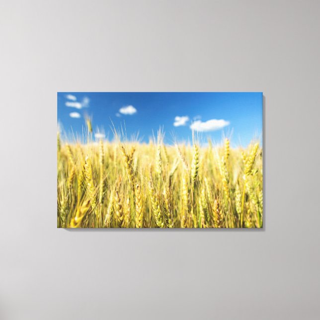 Kansas Wheat Canvas Print (Front)
