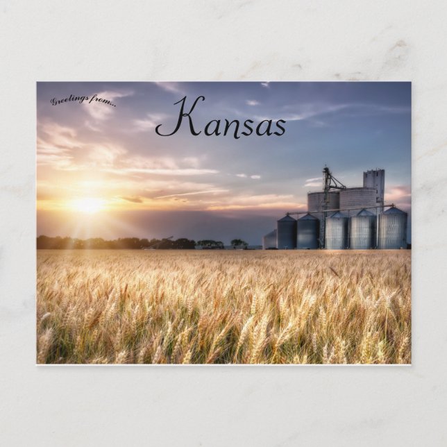 Kansas Wheat Field Postcard (Front)