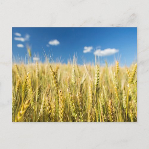 Kansas Wheat Postcard
