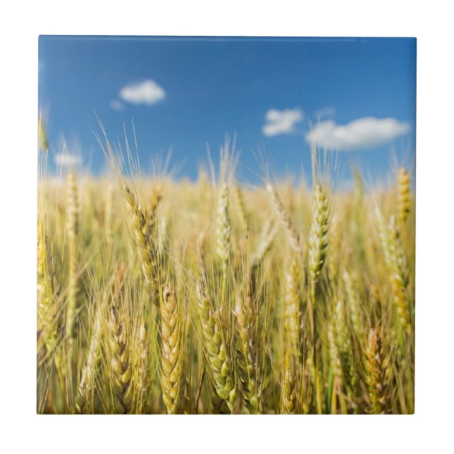 Kansas Wheat Tile (Front)