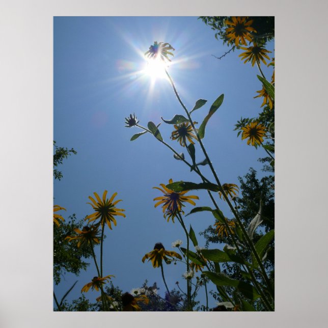 Kansas Wildflowers Poster (Front)