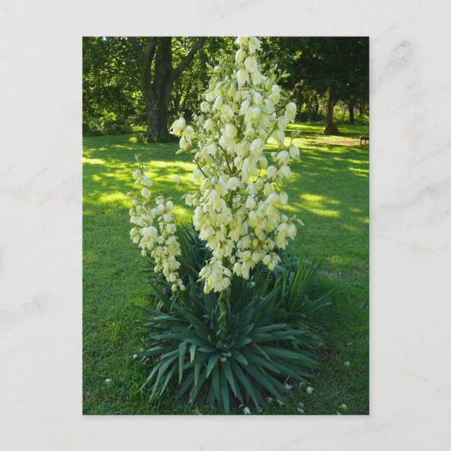 Kansas Yucca Postcard (Front)