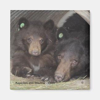 Kapiolani and Shadow - square magnet