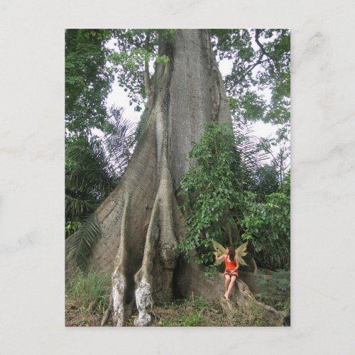 Kapok tree and fairy girl Postcard