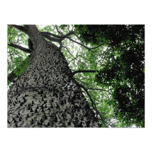 Kapok Tree  Funchal  Portugal Photo Print