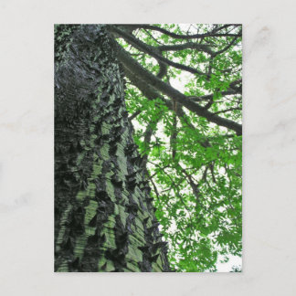 Kapok Tree in Funchal, Madeira (Portugal) Postcard