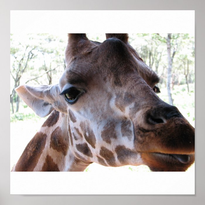 Karen Blixen's Giraffe Poster