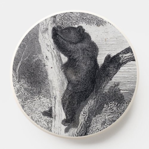 Karl Bodmer Les Ours The Bears PopSocket