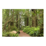 Karl Knapp Trail Poster