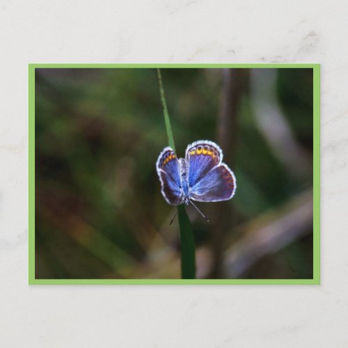 Karner Blue Butterfly Postcard