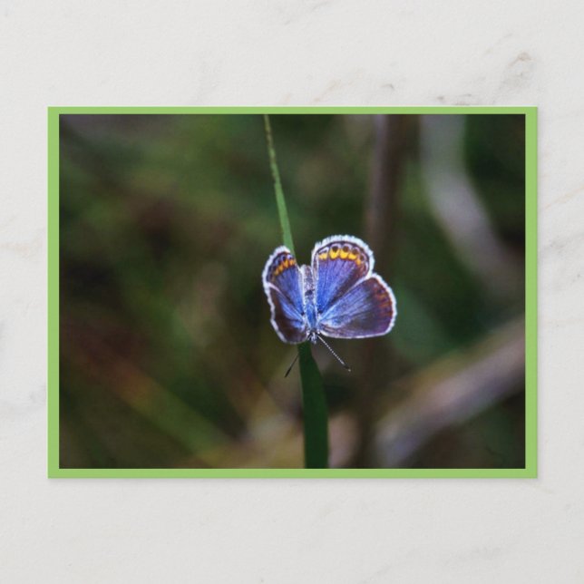 Karner Blue Butterfly Postcard (Front)
