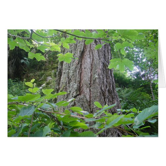 Karte5, Baumstamm/Blätterkranz, Kartenserie Wald (Front Horizontal)