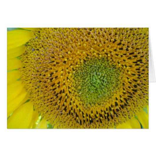 Karte Sonnenblume, blanko, gestaltbar (Front Horizontal)