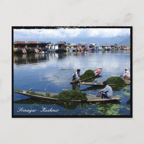 Kashmir Srinagar _ Dal Lake  India holiday Postcard