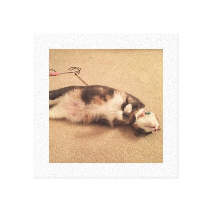 Kasie Cat Laying Down Canvas Print