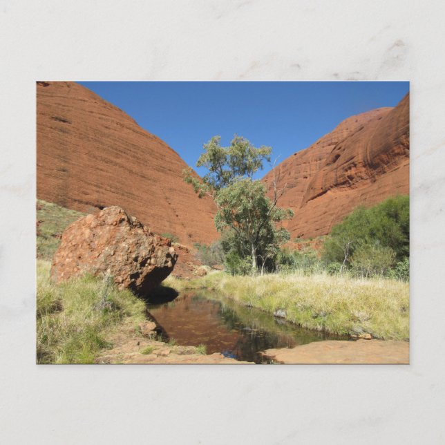 kata tjuta tree postcard (Front)