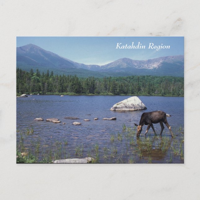 Katahdin Region Maine Moose Postcard (Front)