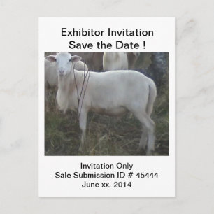 Katahin Hair Sheep Announcement Postcard