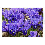 Katherine Hodgkin Irises Purple Spring Floral