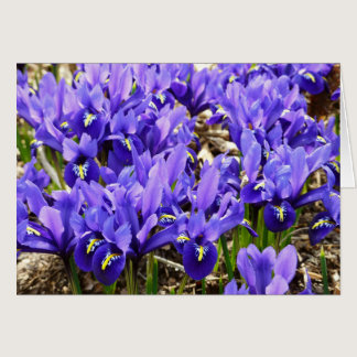 Katherine Hodgkin Irises Purple Spring Floral