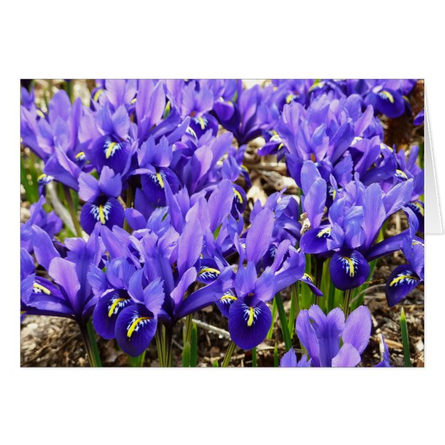 Katherine Hodgkin Irises Purple Spring Floral (Front Horizontal)