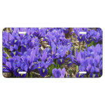 Katherine Hodgkin Irises Purple Spring Floral License Plate