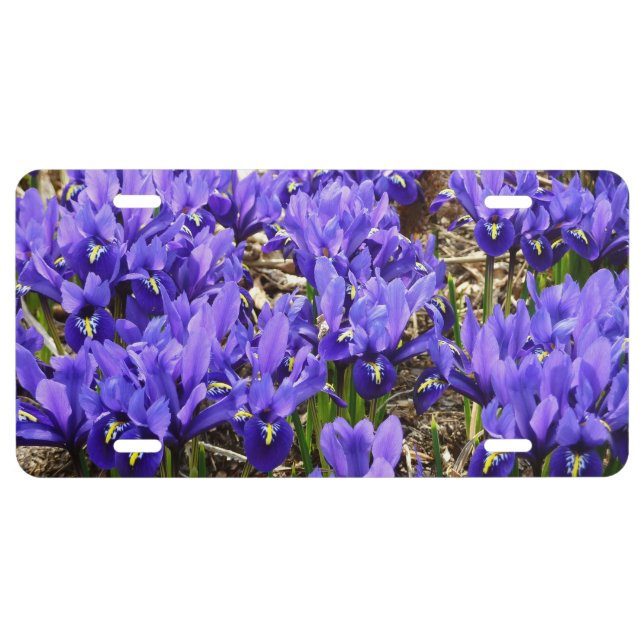 Katherine Hodgkin Irises Purple Spring Floral License Plate (Front)