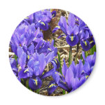 Katherine Hodgkin Irises Purple Spring Floral Magnet