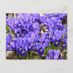 Katherine Hodgkin Irises Purple Spring Floral Postcard
