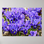 Katherine Hodgkin Irises Purple Spring Floral Poster