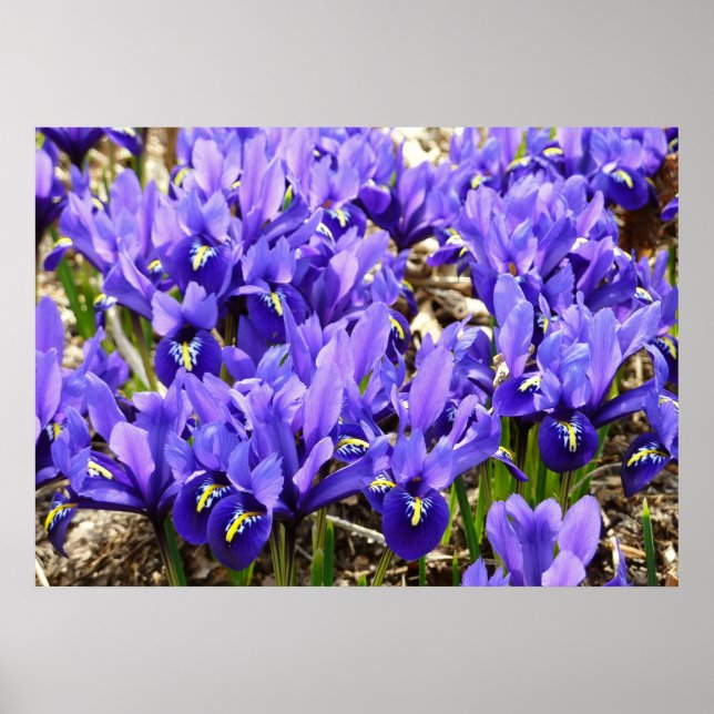 Katherine Hodgkin Irises Purple Spring Floral Poster (Front)
