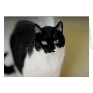 Katie Kitty Cards