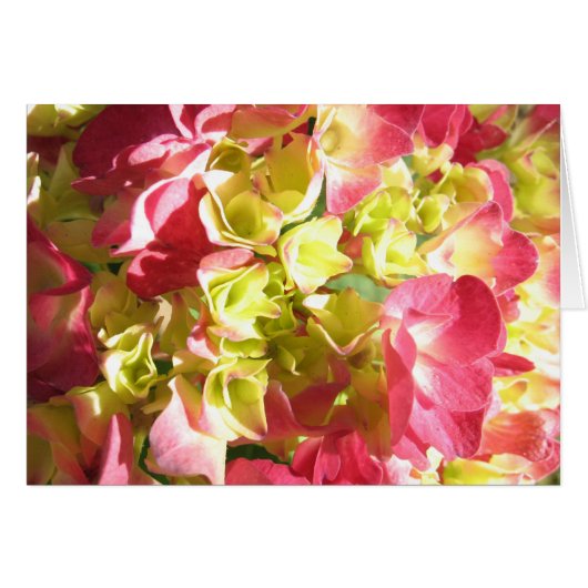 Katie's Hydrangea Cards (Front Horizontal)