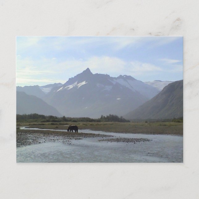 Katmai Brown Bear Postcard (Front)