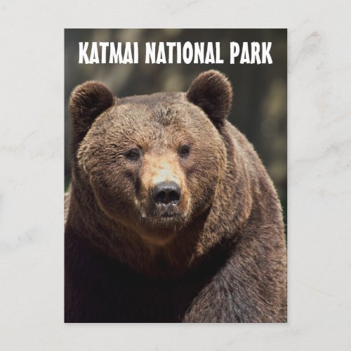 KATMAI NATIONAL PARK GRIZZLY BEAR POSTCARDS