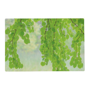 Katsura Tree Limbs in Springtime Seabeck, WA Placemat