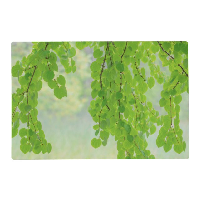 Katsura Tree Limbs in Springtime | Seabeck, WA Placemat (Front)