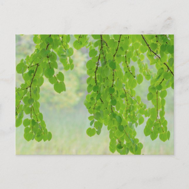 Katsura Tree Limbs in Springtime | Seabeck, WA Postcard (Front)